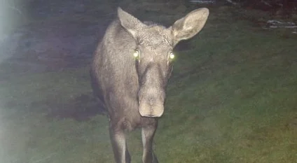 objuden gäst