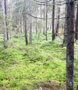 Grönt i skogen