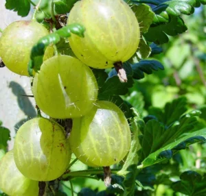 krusbär